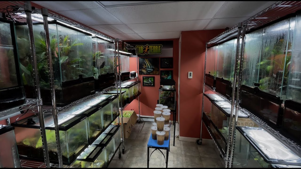 NEW Frog Room Tour (March 2021)