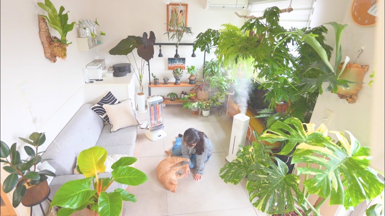植物で温もりのある部屋に☘️冬支度と加湿器導入｜植物棚レイアウト
