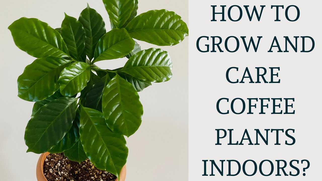 How to grow and care #Coffee Plant at home? 🪴