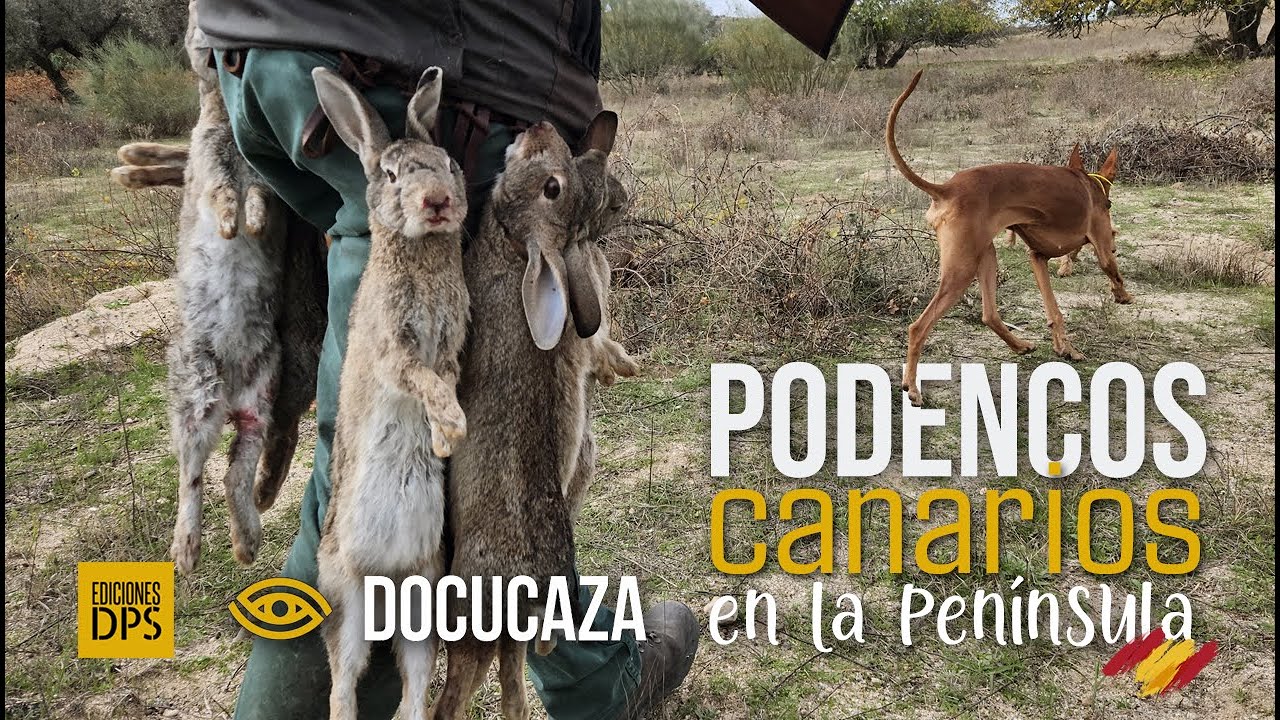 Podencos canarios en la península | caza menor de conejos