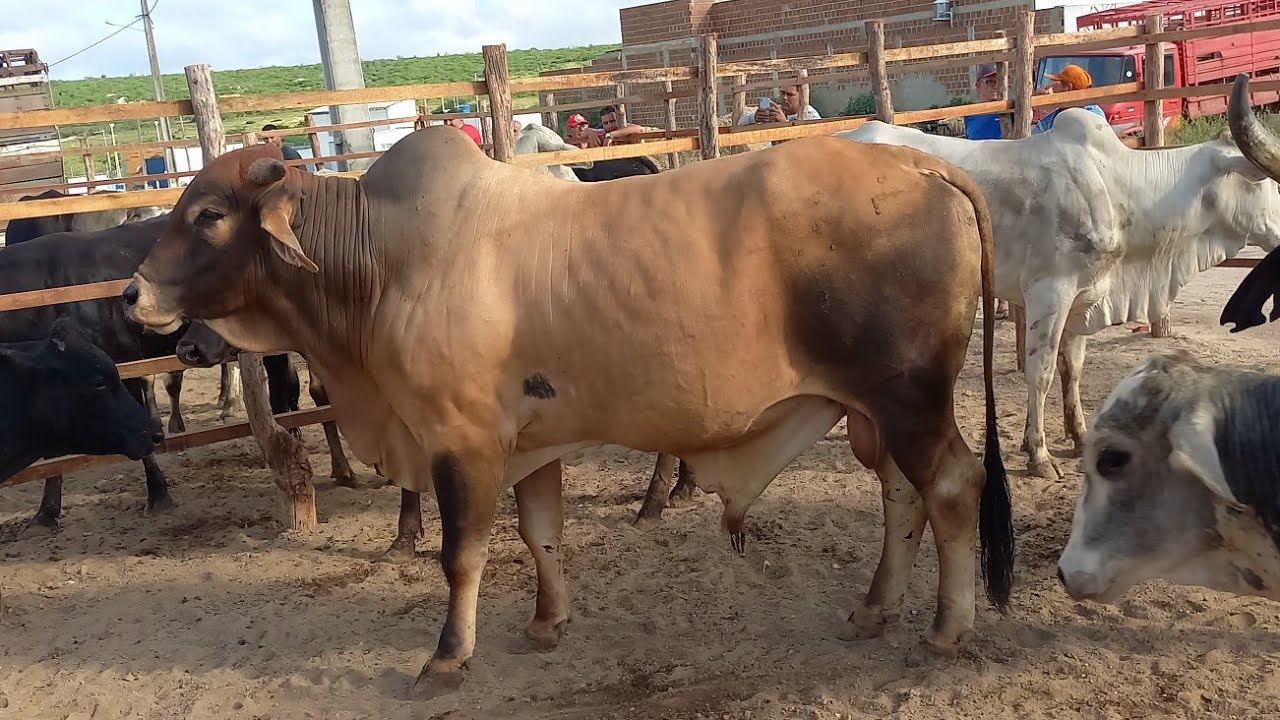 FEIRA DO GADO EM POCINHOS 15-03-2026 ALÉM DE OVINOS, CAPRINOS E SUINOS 