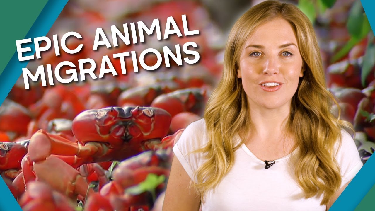Epic Animal Migrations | The Travel Edit