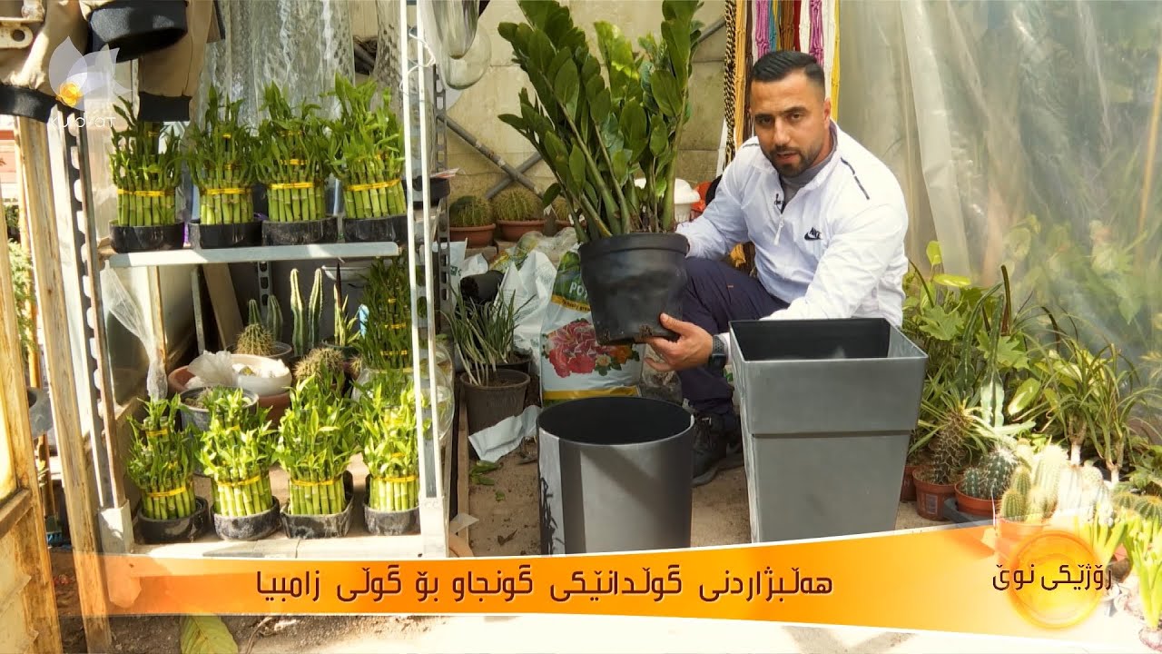 چۆنیەتی بەخێوکردنی گوڵی زامبیا