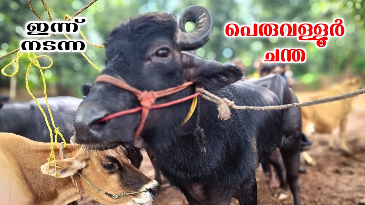 ഒന്നാം തരം കന്നുകളുമായ് പെരുവള്ളൂർ ചന്ത🌟Chelari Chantha🌟 #03-12-2024
