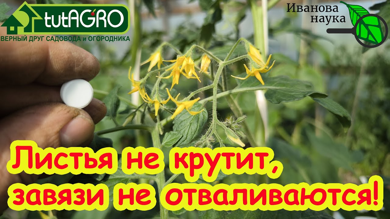 ВСЕ ЗАВЯЗИ ПРЕВРАТЯТСЯ В УРОЖАЙ! Перцы, томаты и огурцы ОБОЖАЮТ эту подкормку. Активация завязей.