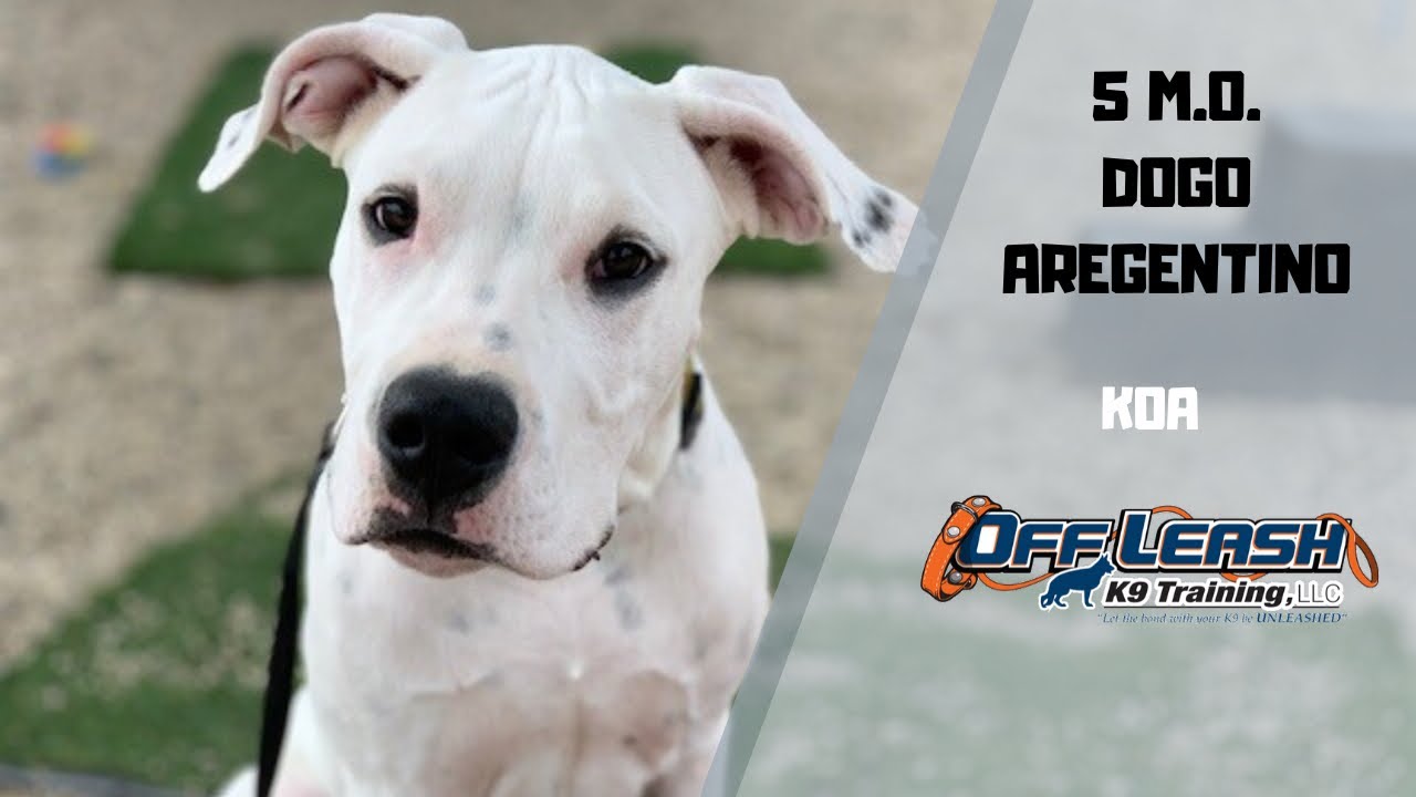 DOGO ARGENTINO / DOG TRAINING