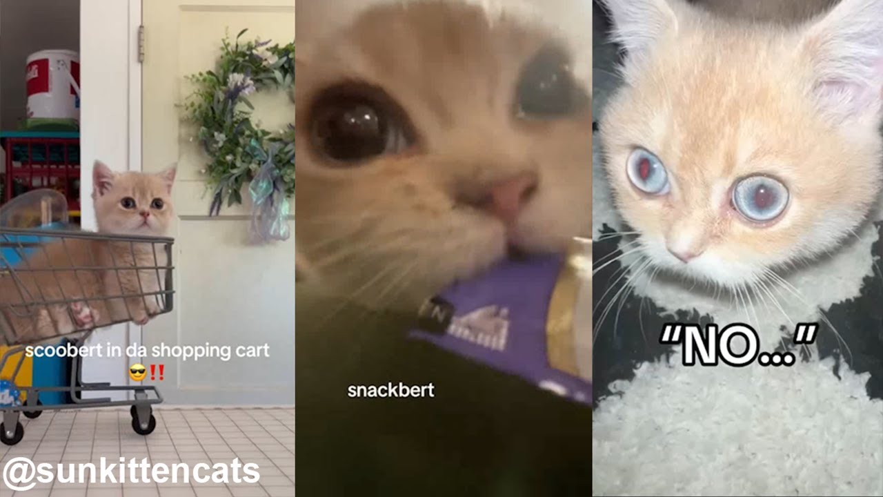 All Videos of Scoobert the Cat Compilation 2024 (TT/IG: @sunkittencats)