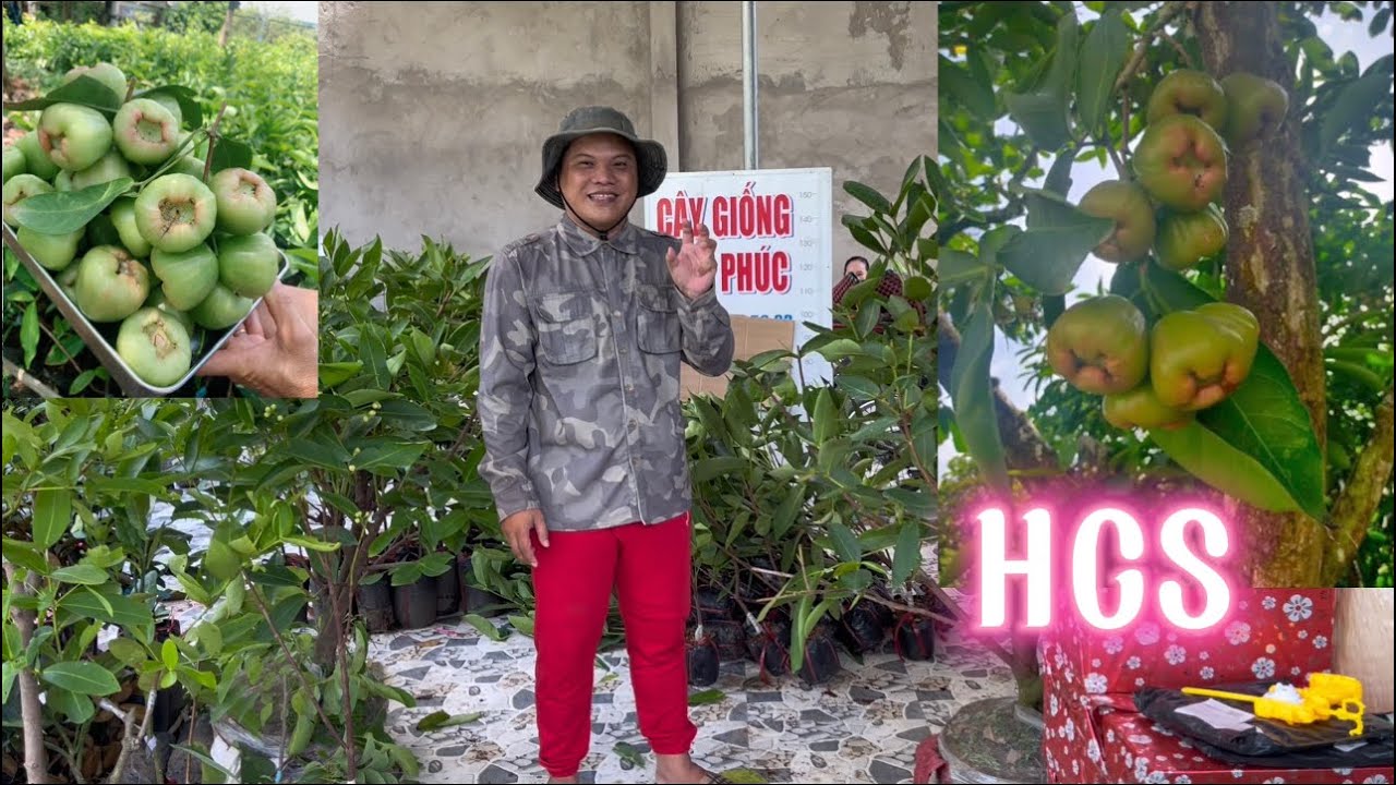 Chọn mua cây ghép hay cây chiết giống Mận Xanh Đường Sóc Trăng
