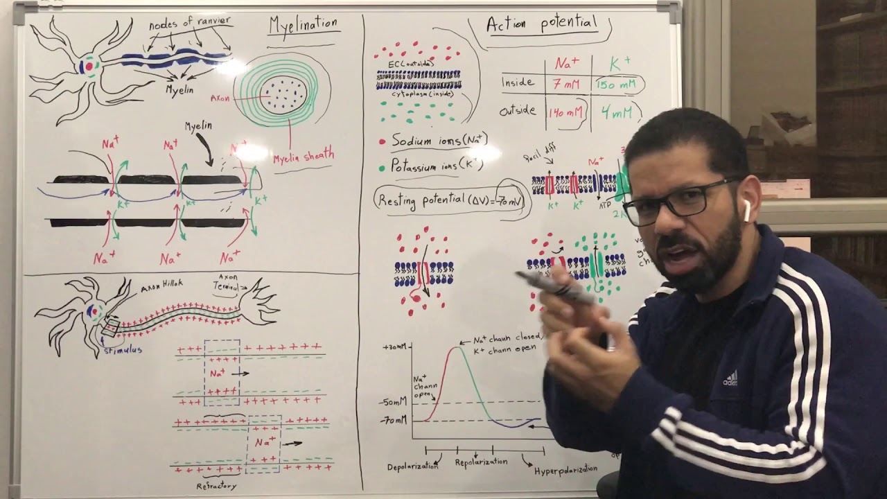 انتقال الاشارات العصبية Action Potential