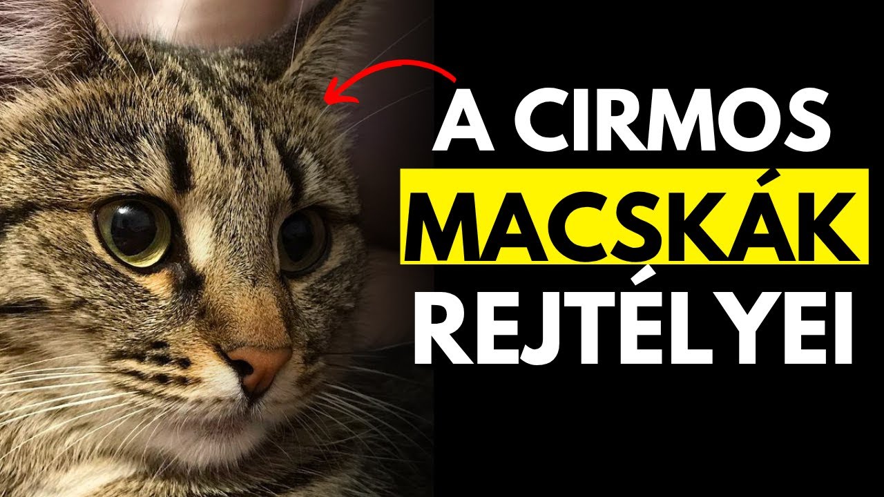 10 &Eacute;RDEKES T&Eacute;NY A CIRMOS MACSK&Aacute;KR&Oacute;L!