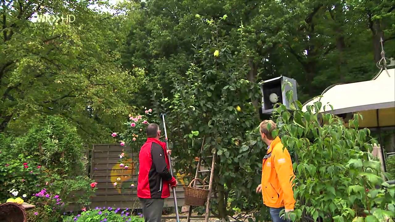 Quitte schneiden und ernten