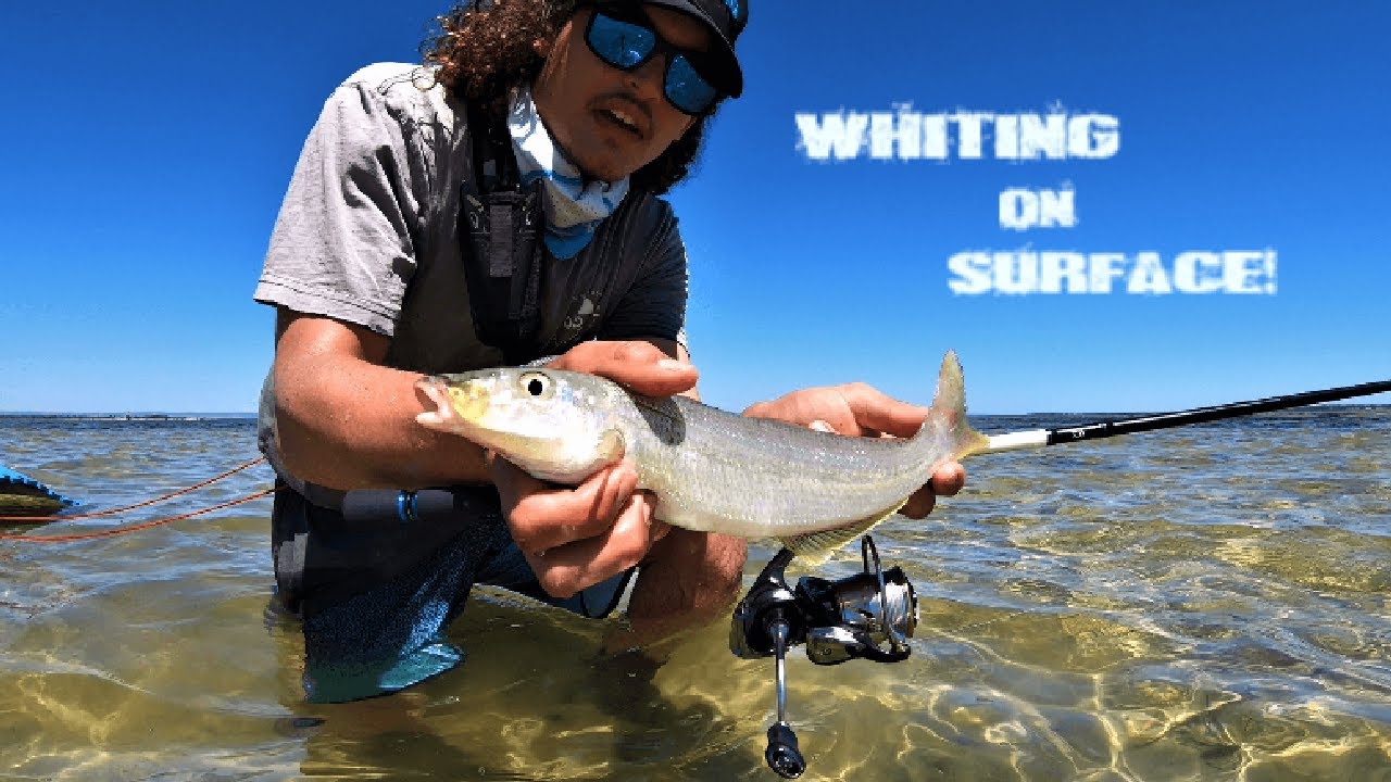 WHITING ON SURFACE Tutorial on catching yellowfin whiting on poppers and stickbaits - Tutorial 1