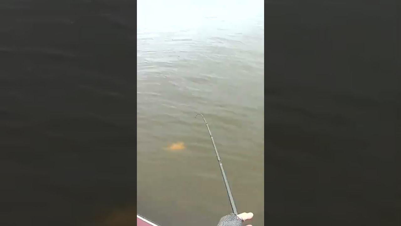Off-Shore Cranking 5XD Catching Wiper and Striper.