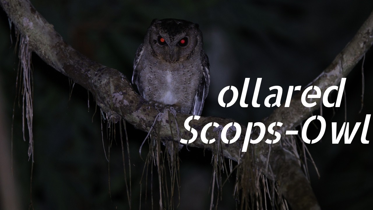 Collared Scops-Owl Calls & Behavior: Everything You Need to Know