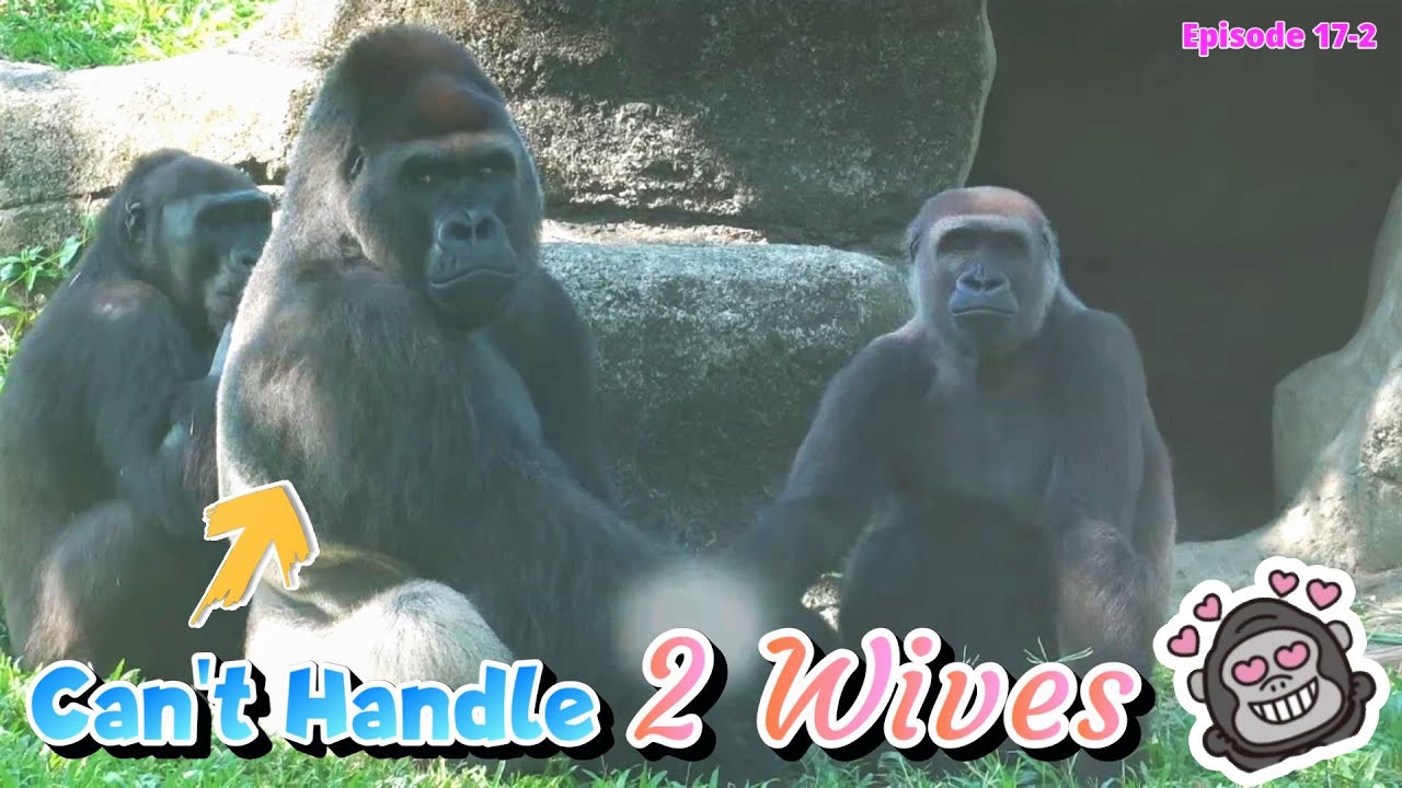 Silverback Can't Handle 2 Wives