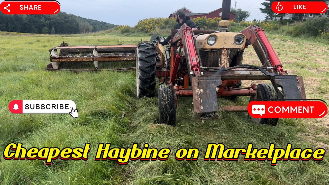 Cutting Late Season Hay with IH 990 Haybine