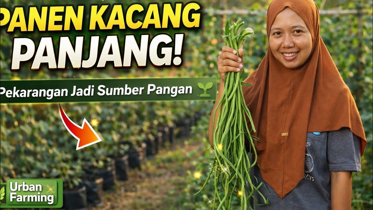 Panen kacang panjang di pekarangan