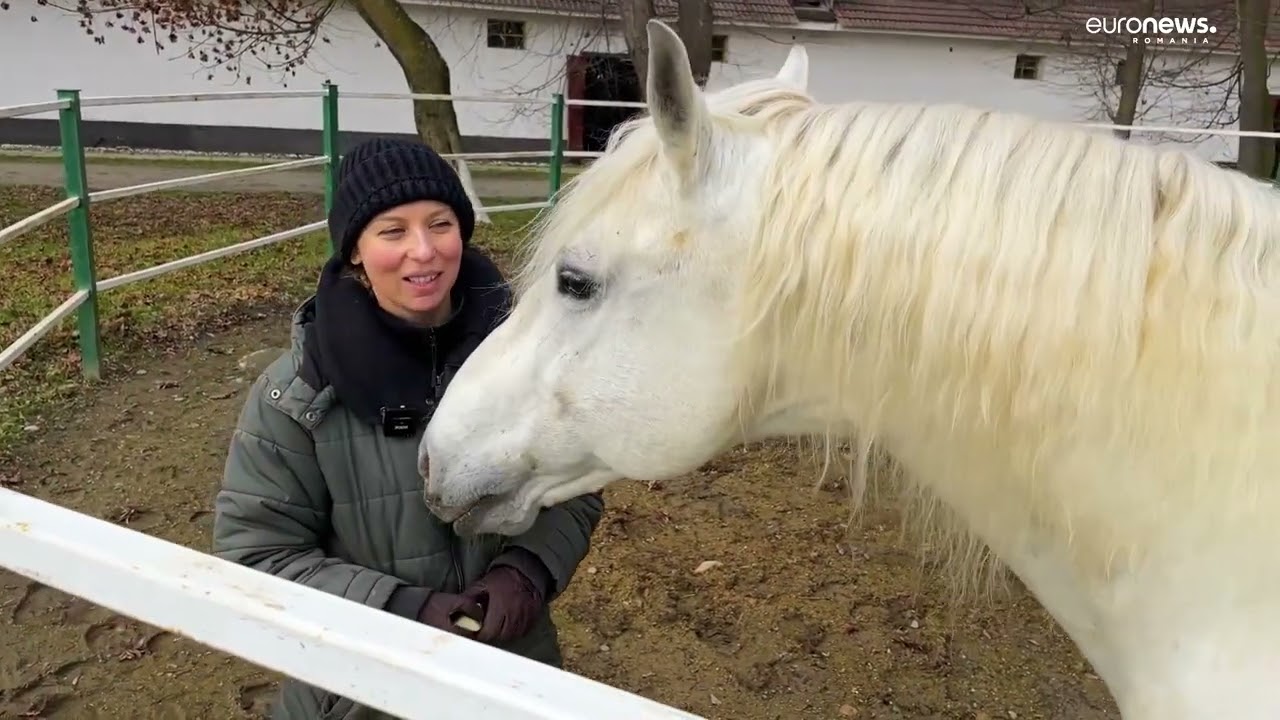 Euronews Special. Herghelia de lipițani de la Sâmbăta de Jos