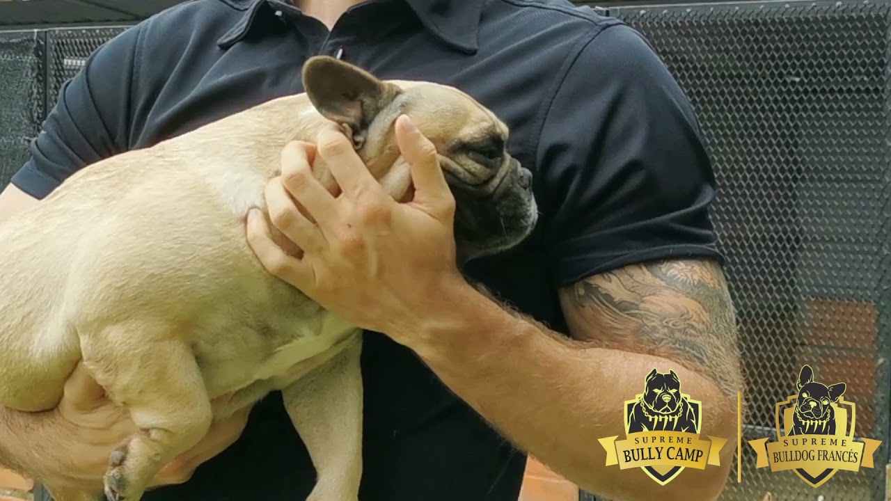 Presentando los Bulldog Frances! 777 Supreme Bully Camp