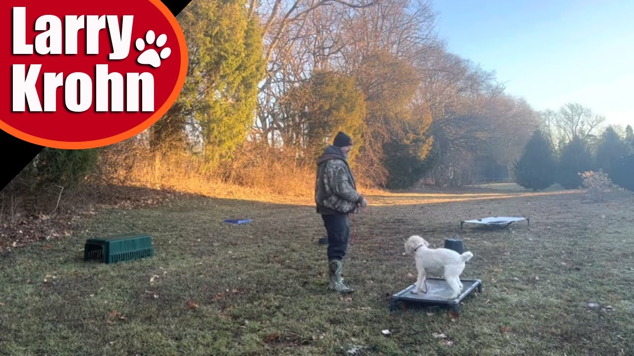 Starting to proof basic obedience | stay on place