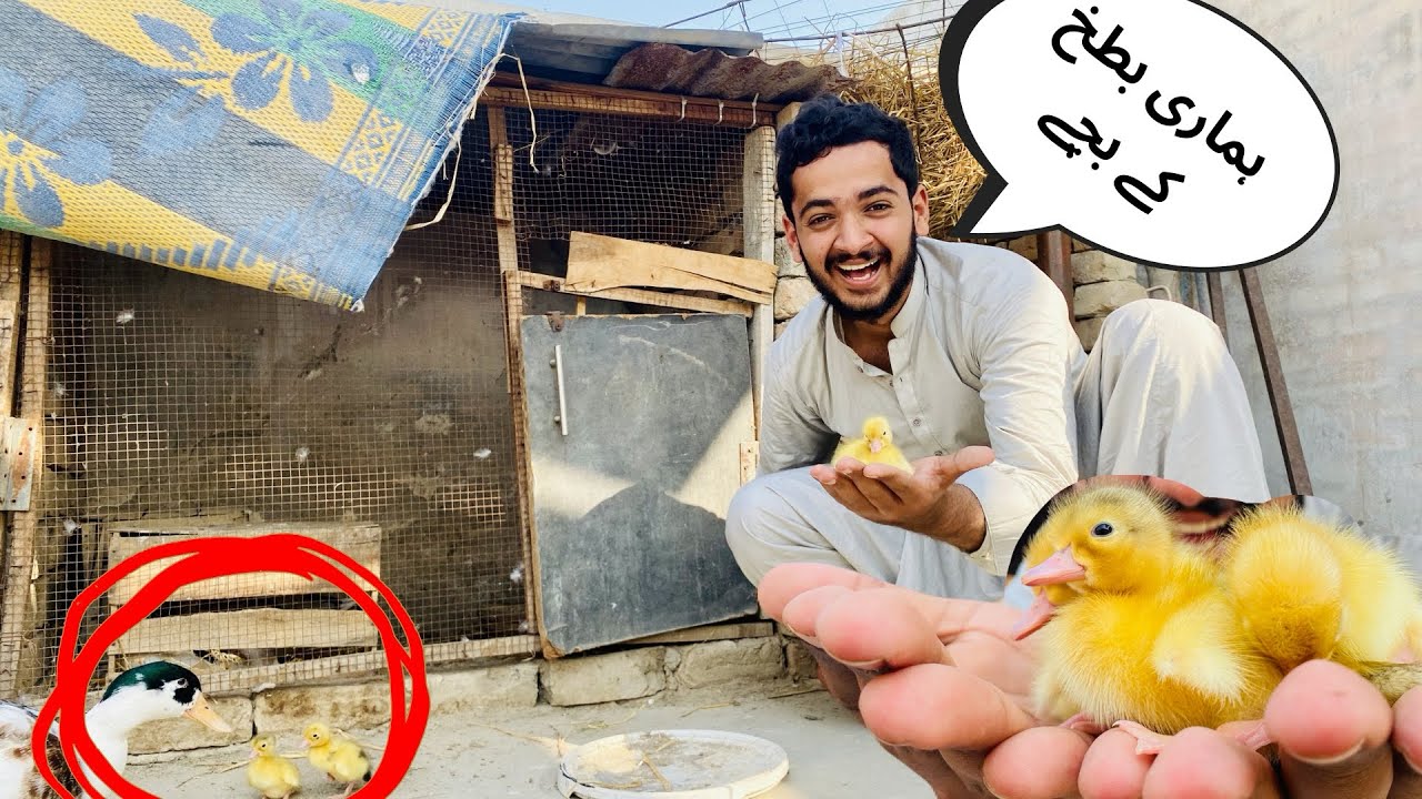 Hamari ducks k bachay nikal aae😍