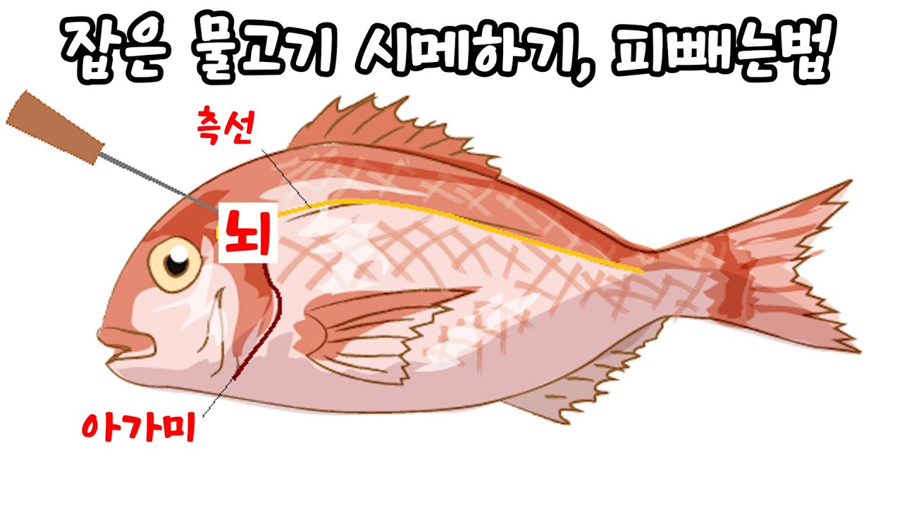【낚린이 필수시청】츠모토식 시메 & 피 빼기