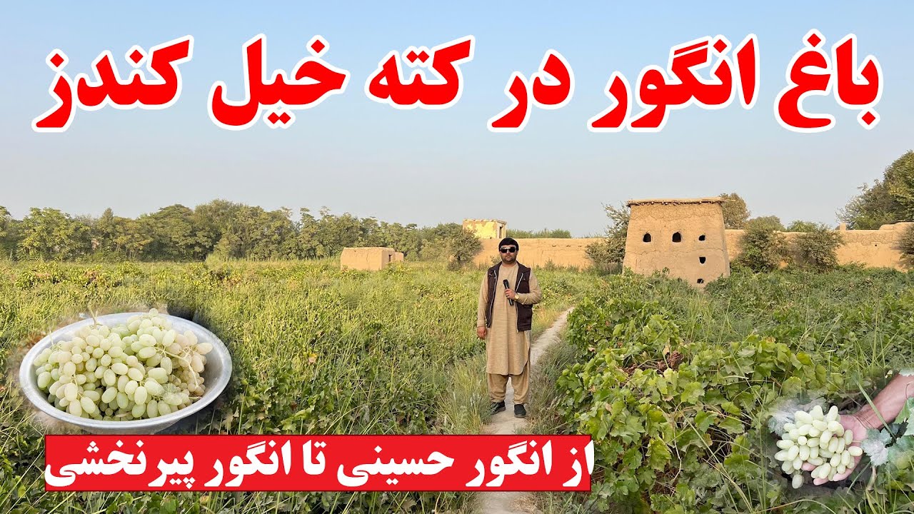 گزارش ویژه از یک باغ بزرگ انگور در کته خیل ولایت کندز | از انگور حسینی تا انگور پیرنخشی | تبسم شهر
