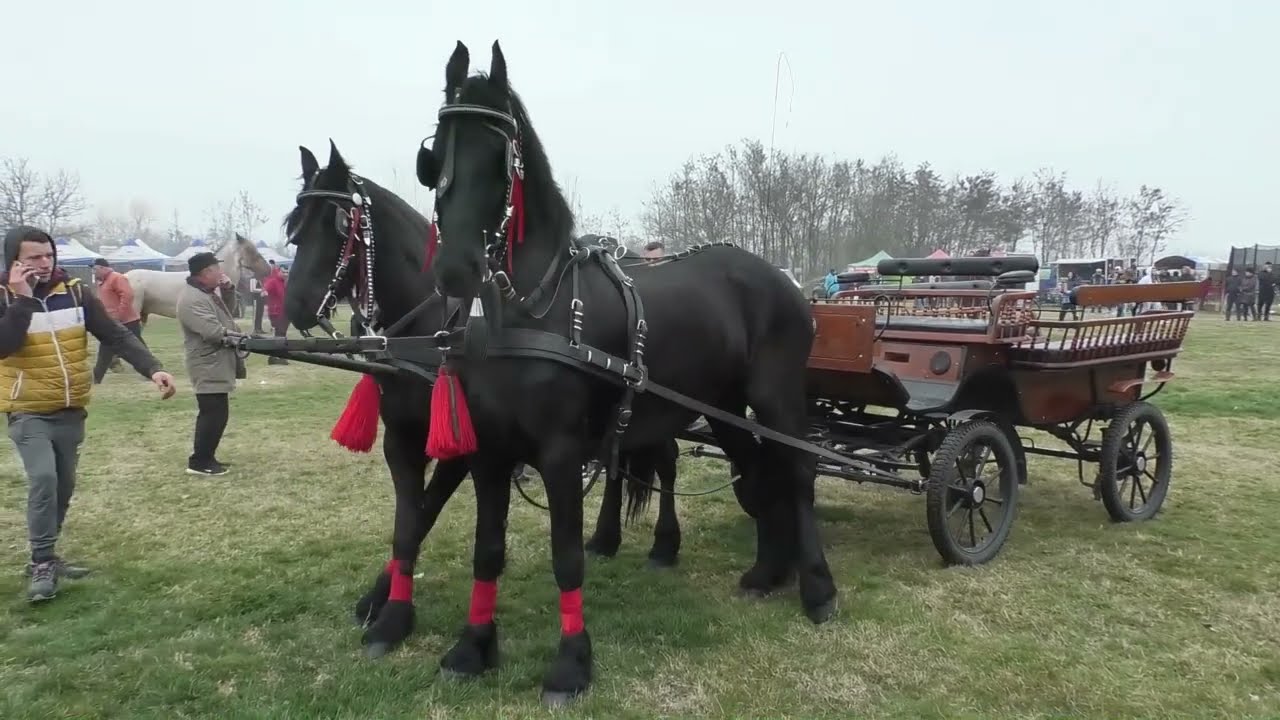 Concurs de cai de Sân Toader Comuna Brâncoveni  Jud Olt 4 Martie 2023