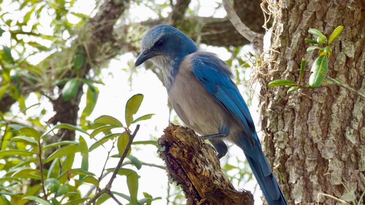 SCRUBBED | Documentary on Florida Scrub Jay