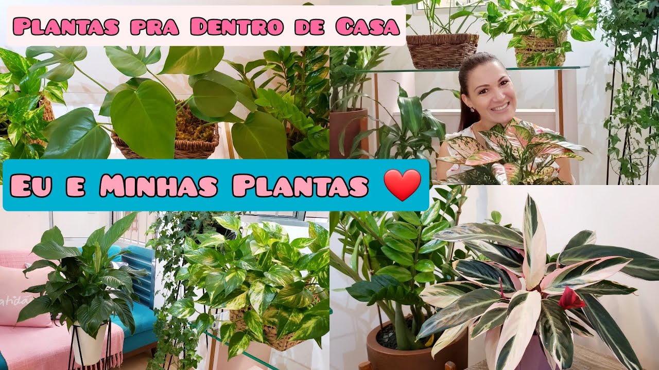 PLANTAS PARA DENTRO DE CASA E APARTAMENTO | COMO CULTIVAR | URBAN JUNGLE | PLANTAS LINDAS |FER DINIZ