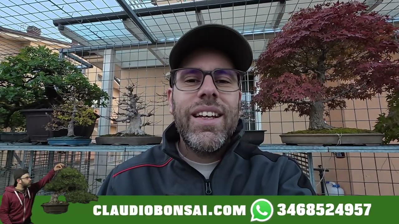 A CHE ALTEZZA DEVE STARE IL PRIMO RAMO DEL BONSAI