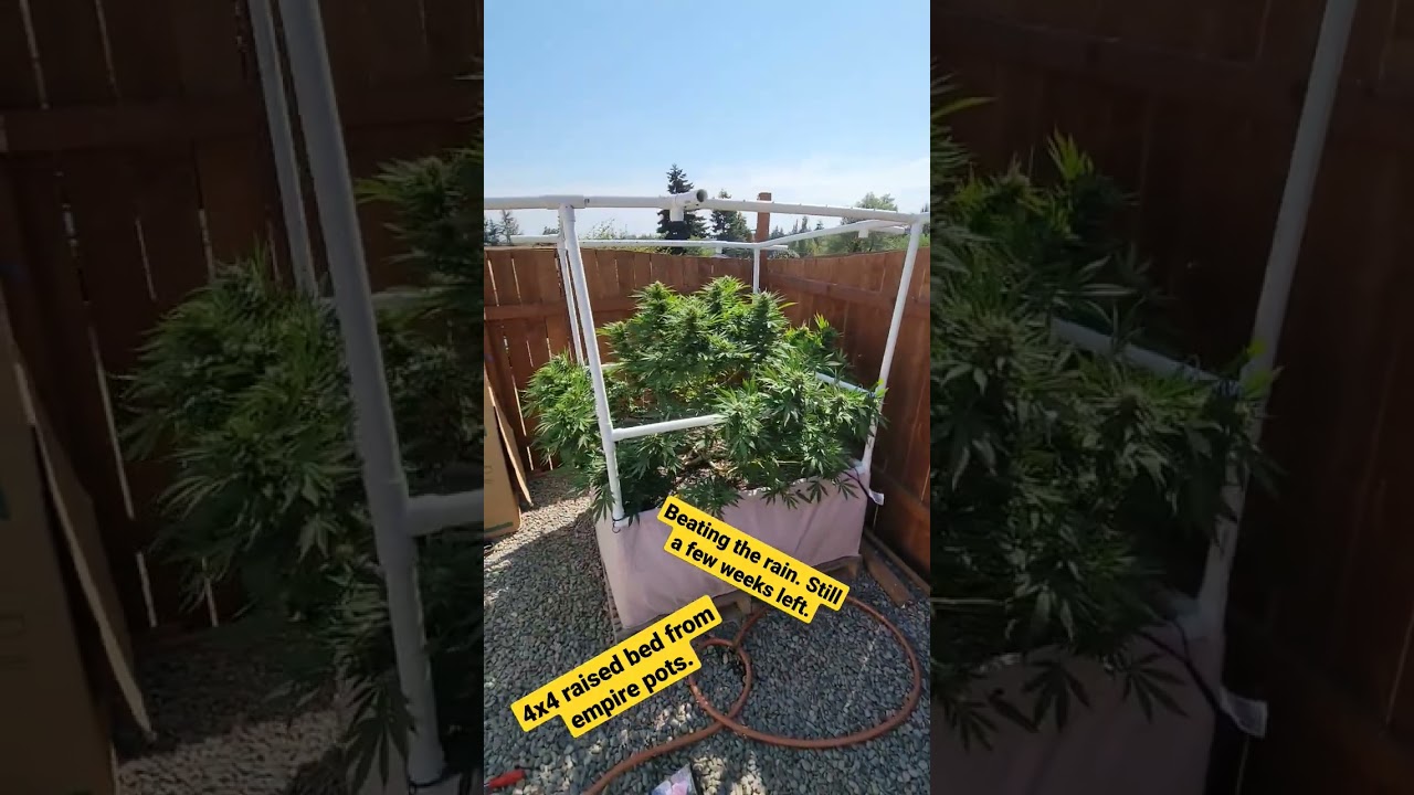 bubblegum cannabis Serious seeds outdoor cover for rain on 4x4 raised bed from empire pots