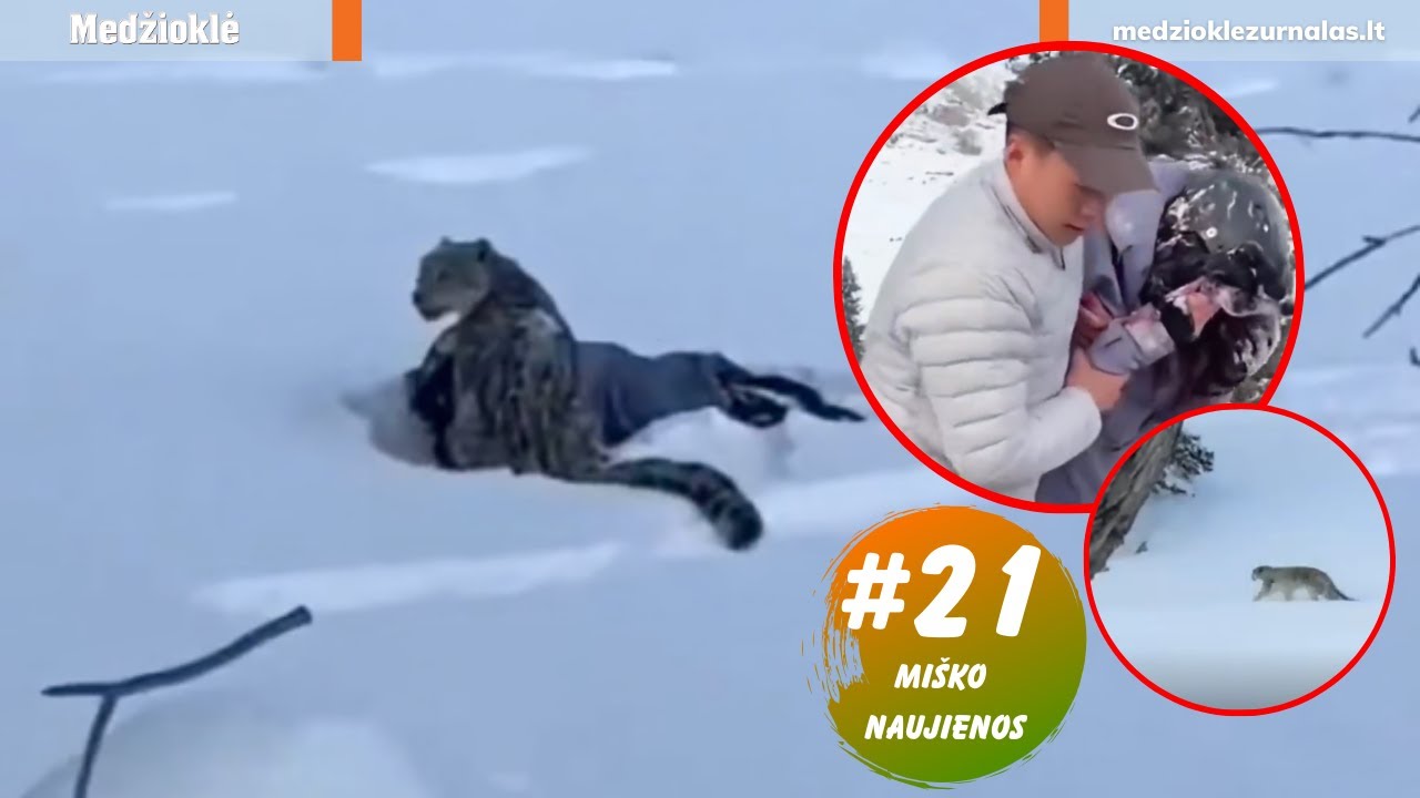 Snieginis leopardas netikėtai užpuolė moterį. Pradinė informacija apie asmenukę nėra teisinga