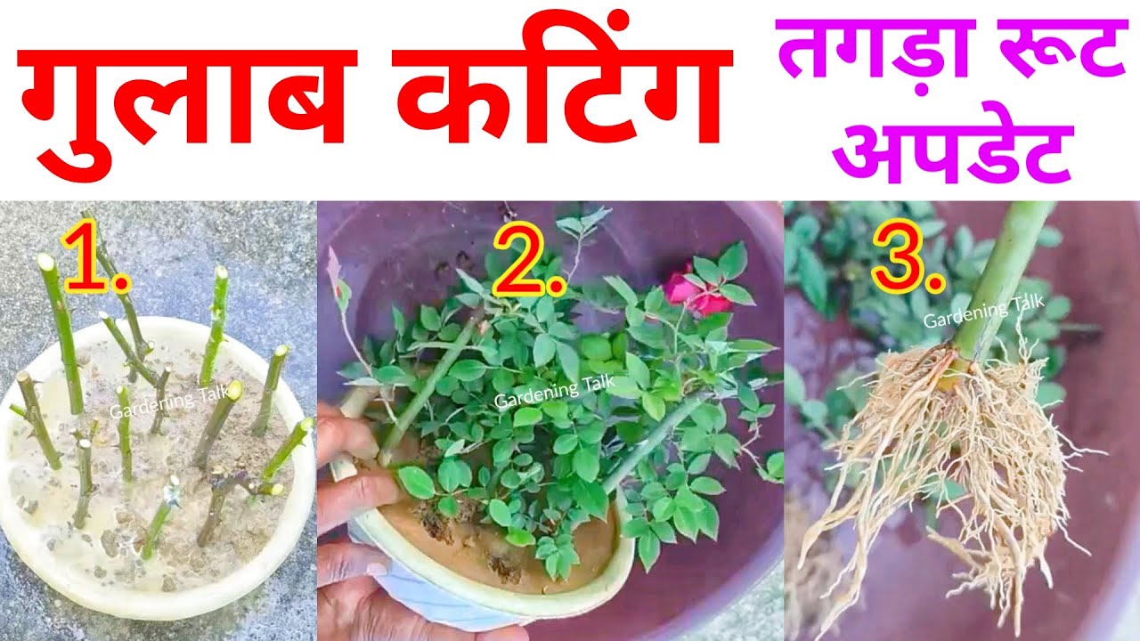 कटिंग से गुलाब का पौधा उगाना सबसे आसान | How to Grow Rose from Cutting | With Root Update कैसे लगाए