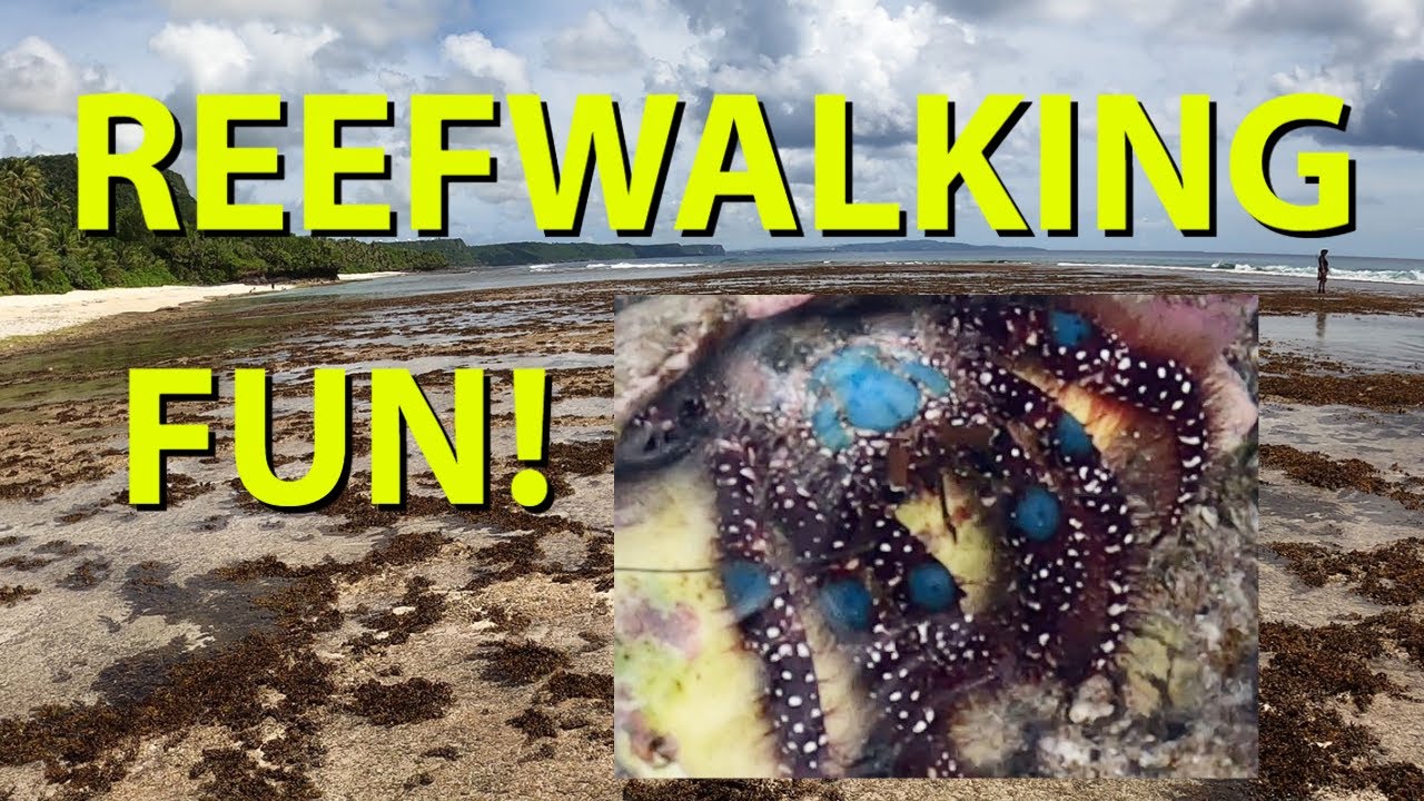 Reefwalking Fun - Baby Octopus!