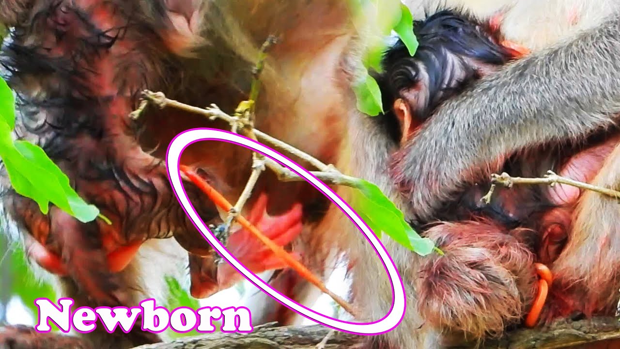 Congratulation Mom! Cute just newborn baby monkey, Really love baby monkey | Adorable Wildlife Trips