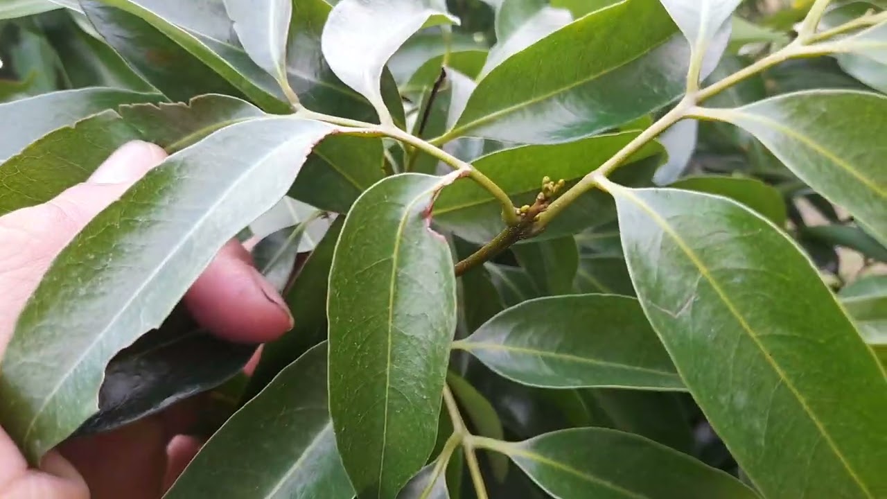 Lộc lá đẹp , còn hoa thì vẫn đang chờ mùa xuân về.