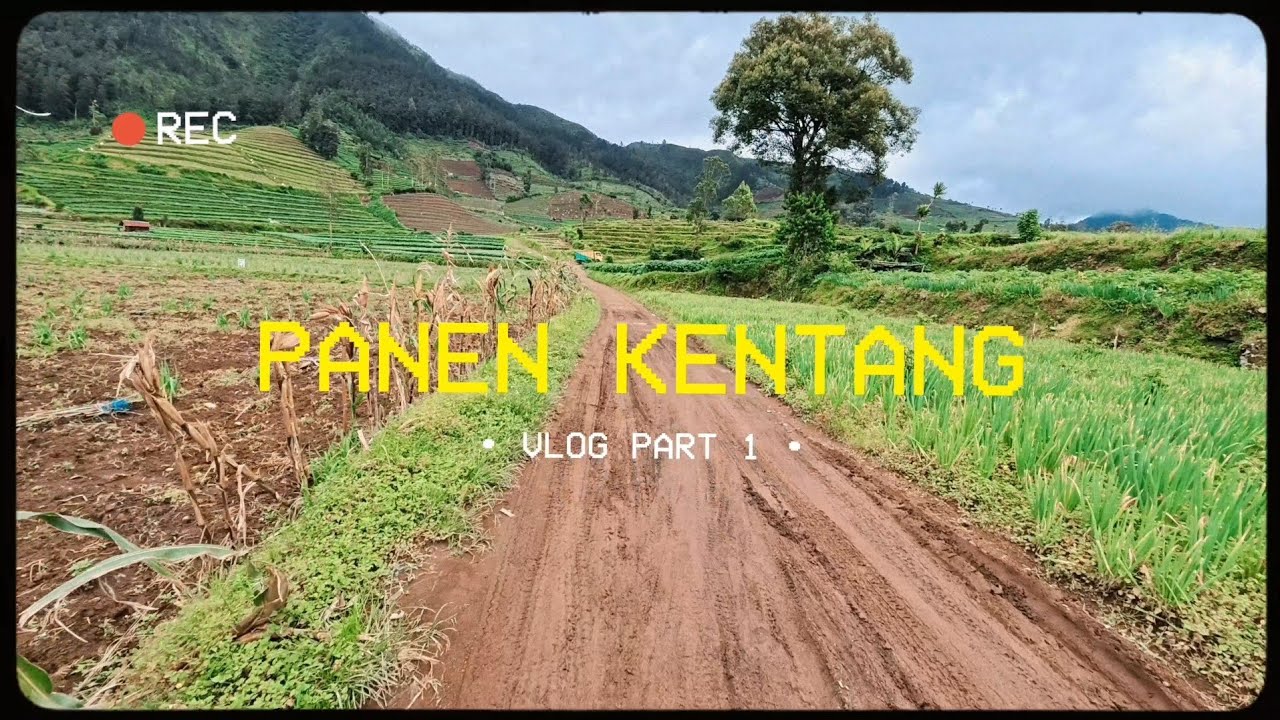 Vlog Panen Kentang Part 1!