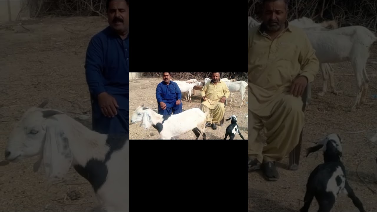  بکریاں گھبن کیسے ہوتی ہے۔بکریوں کو کون سے لیلے سے لگوانا چاہیے۔          Bakrio ko Gabhan ka Karna 