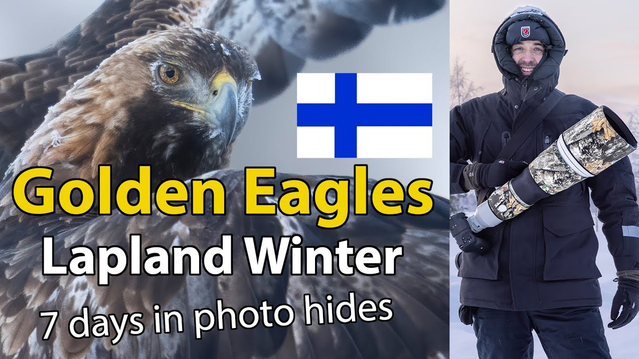 🦅 Golden eagle #birdphotography in a photo hide in Finland Lapland -31 degrees (steenarend) #kuusamo