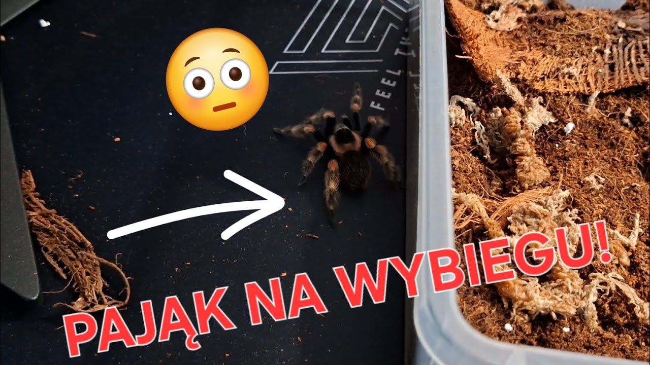 NOWY PAJĄK! PIĘKNY I POMARAŃCZOWY!?