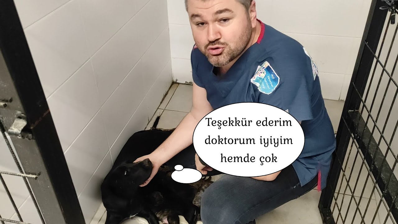 ZEHİRLENEN KÖPEĞE İLK YARDIM 🙏