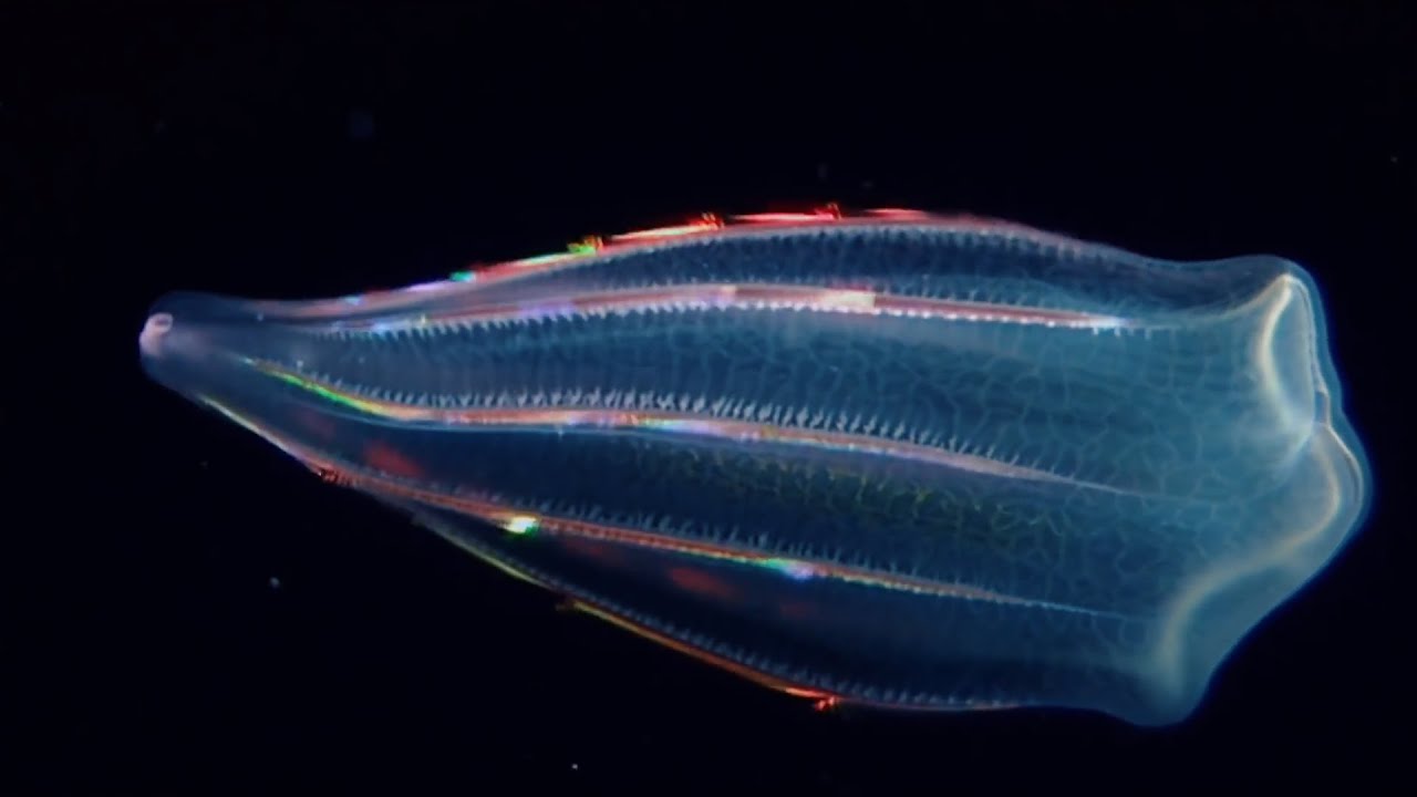 ANIMALES BIOLUMINISCENTES QUE PARECEN DE OTRO PLANETA