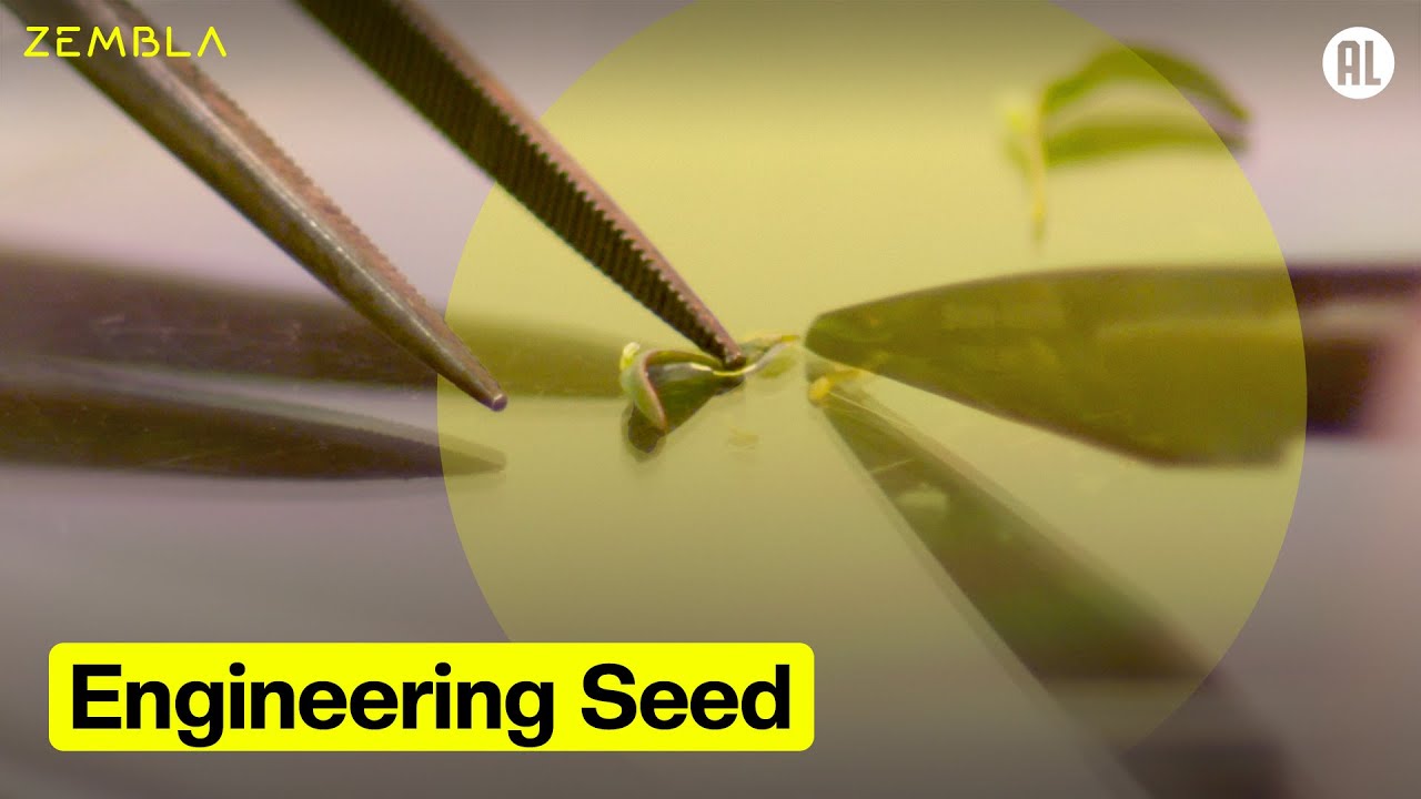 Engineering Seed | Zembla International