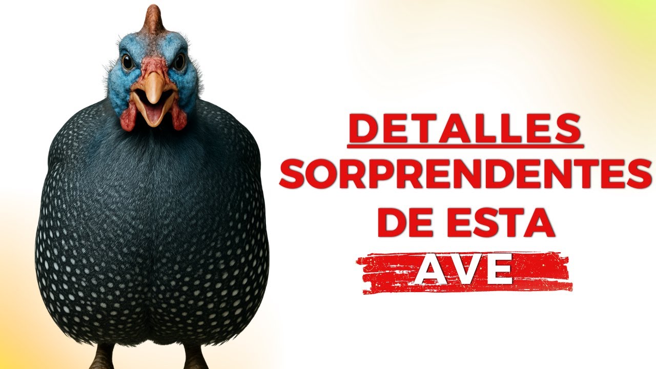 Descubre Los SECRETOS de la Gallina de Guinea
