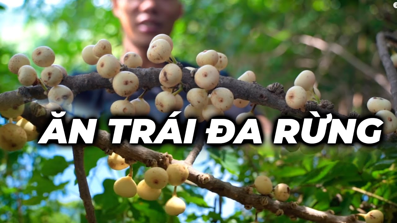 THỬ TH&Aacute;CH SINH TỒN TR&Ecirc;N RỪNG TẬP 4 | SURVIVAL IN THE FOREST