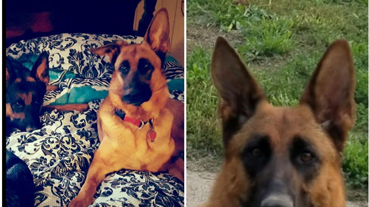 How I got my German shepherd EARS TO STAND