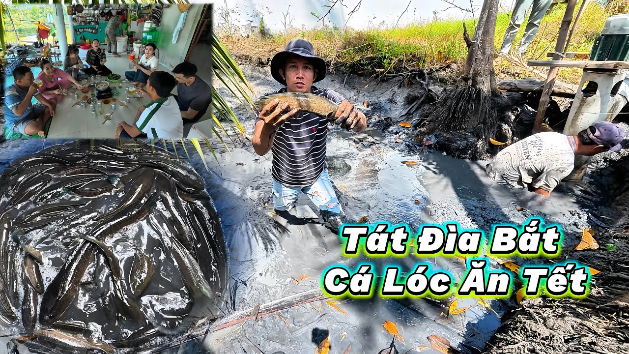 Tát Đìa Bắt Cá Lóc Ăn Tết Con Nào Con Nấy Cả Ký, Trúng Mánh