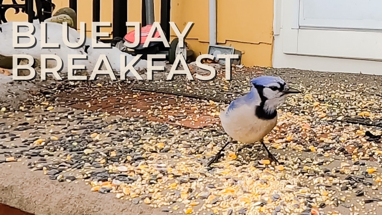 Blue Jay & Grackles | Backyard Bird Sounds (Winter in New Jersey)