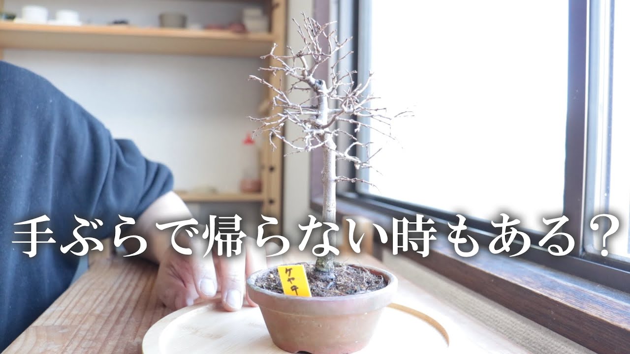 購入した盆栽の紹介。イベントに行って、盆栽を買って帰ることもたまにはある！